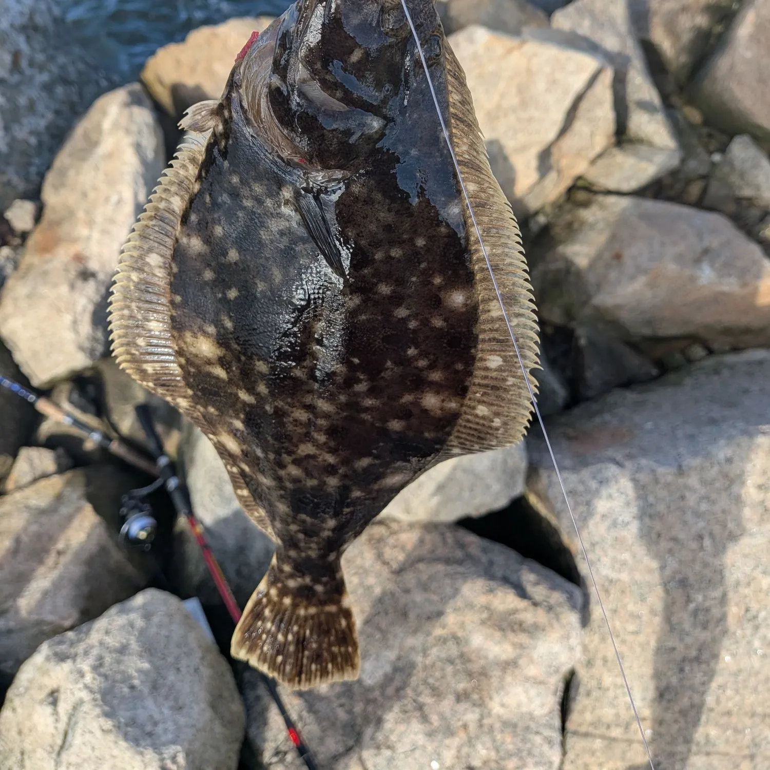 Summer flounder caught on Fishbrain