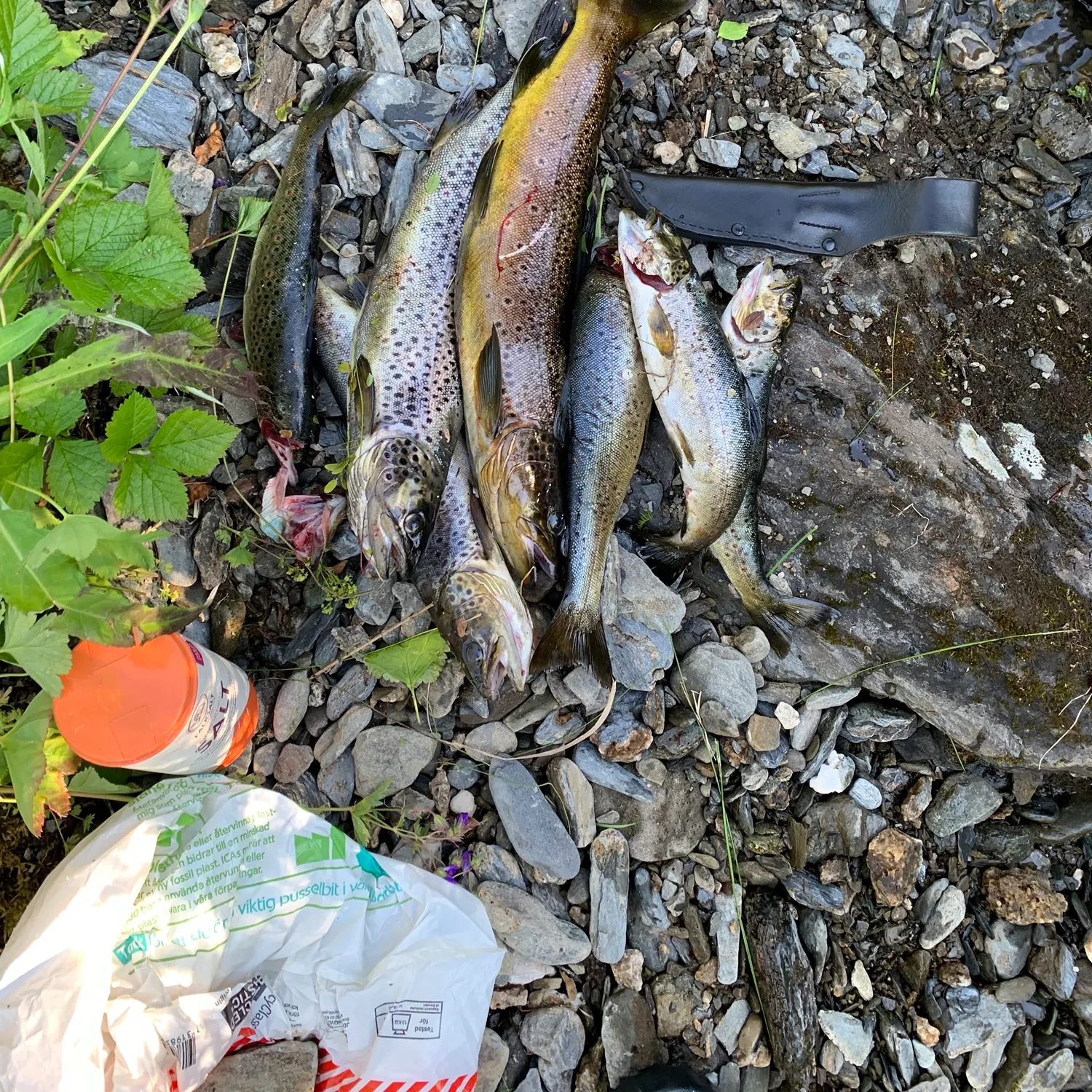 Lake trout caught on Fishbrain