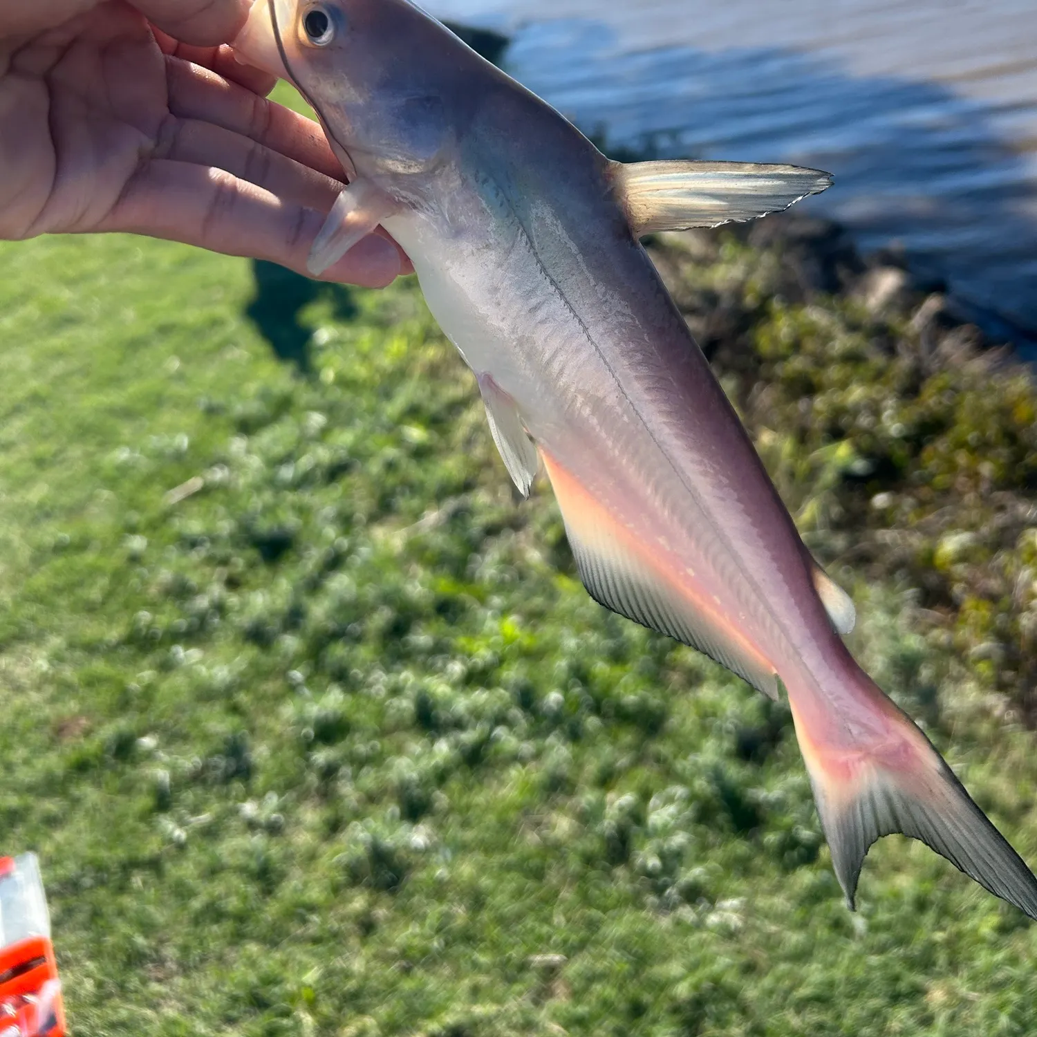 Blue catfish caught on Fishbrain