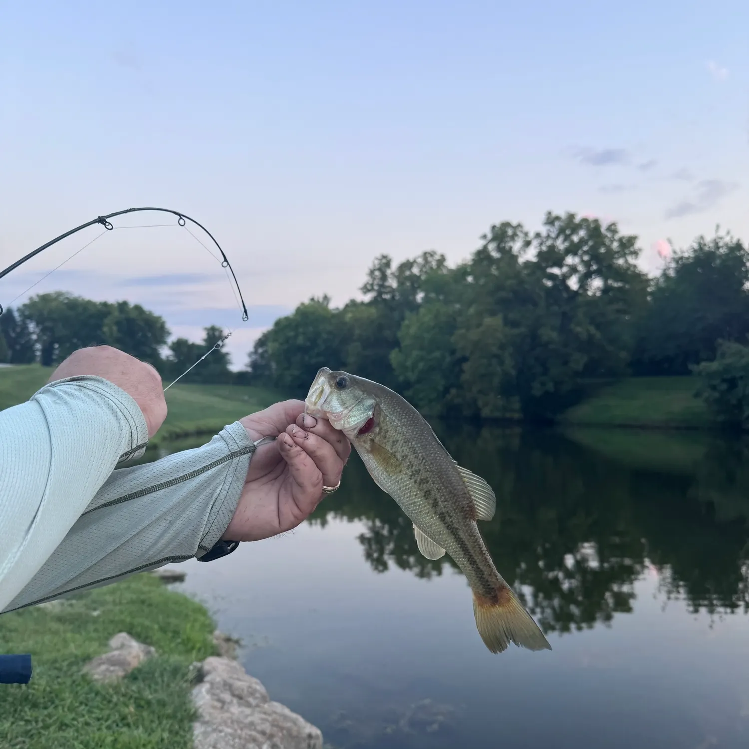 Largemouth bass caught on Fishbrain