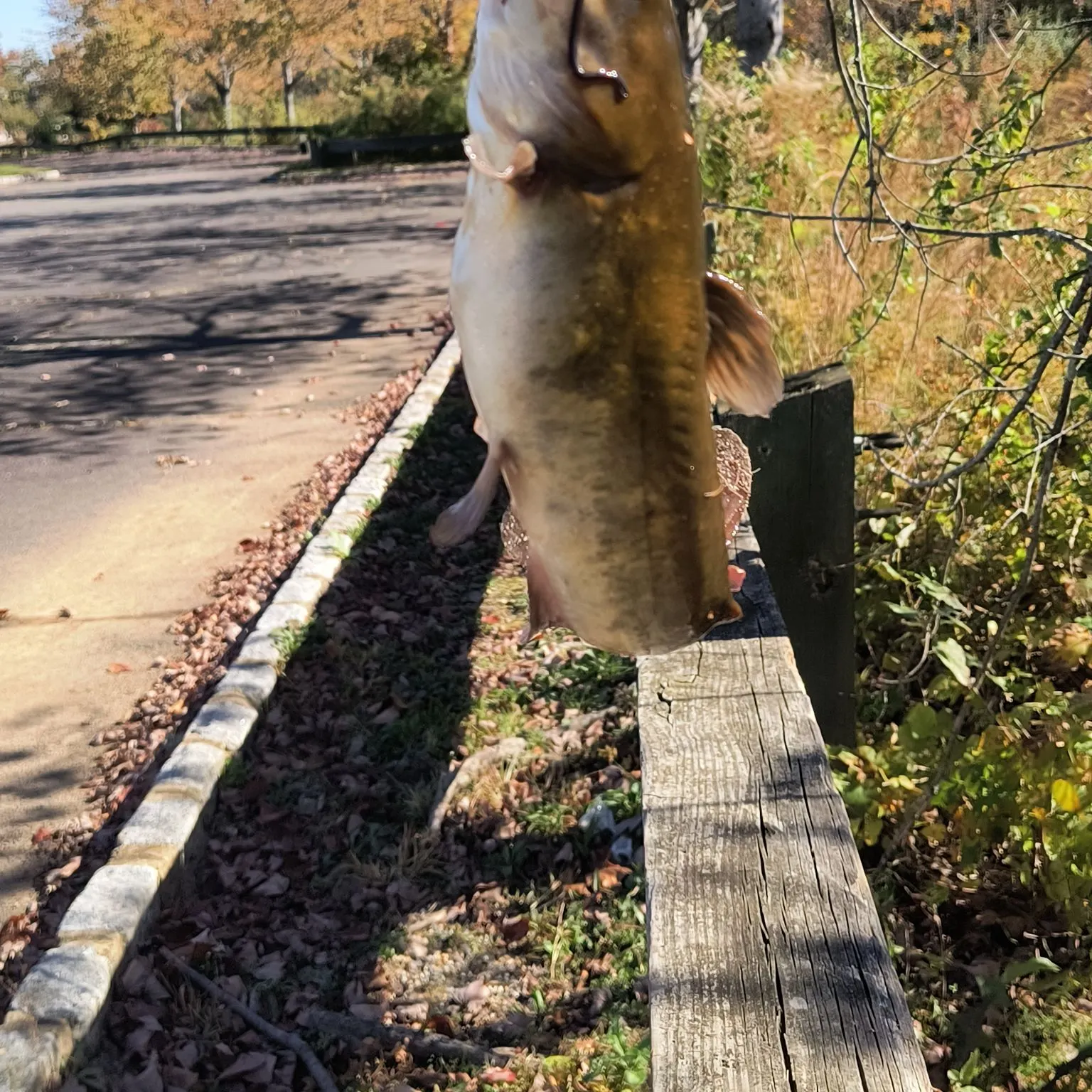 Black bullhead caught on Fishbrain