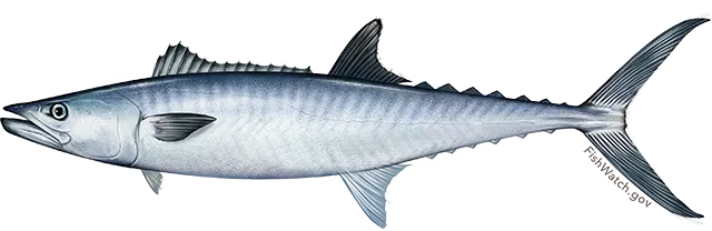 King mackerel