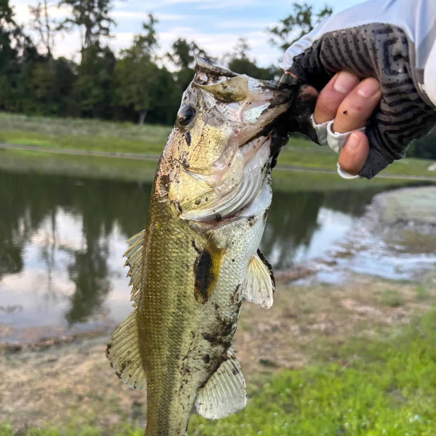 Largemouth bass caught on Fishbrain