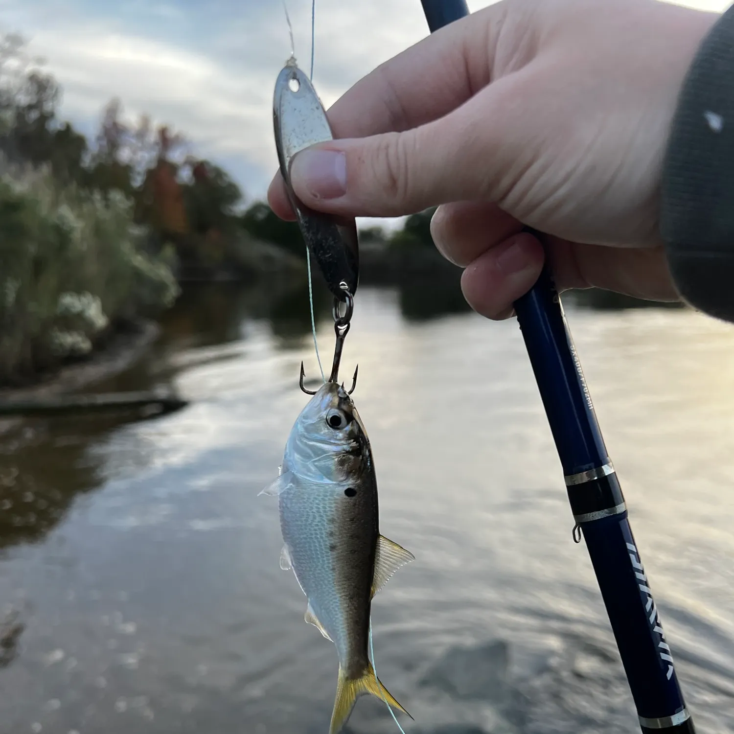 The most recent Atlantic menhaden catches on Fishbrain