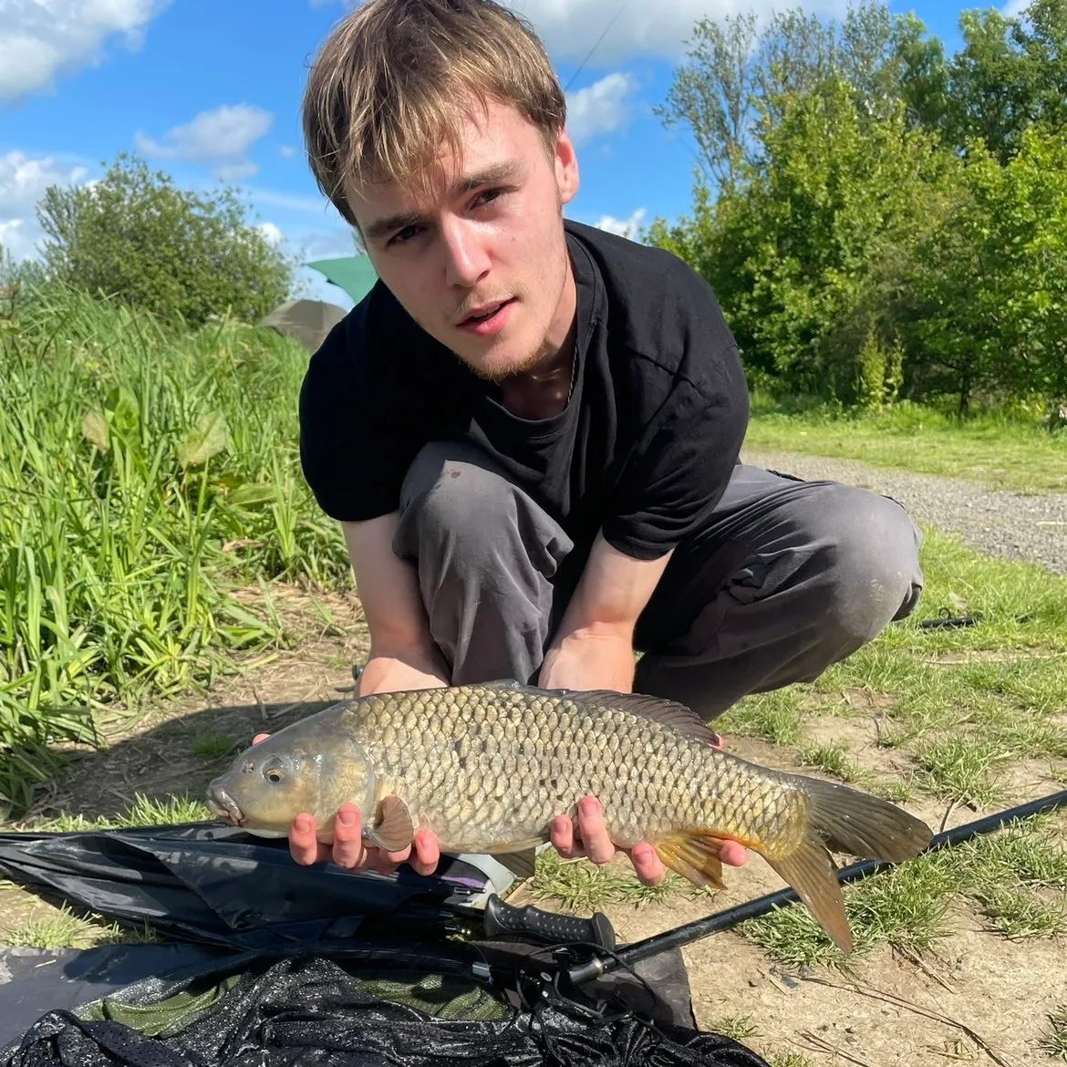 Common carp caught on Fishbrain