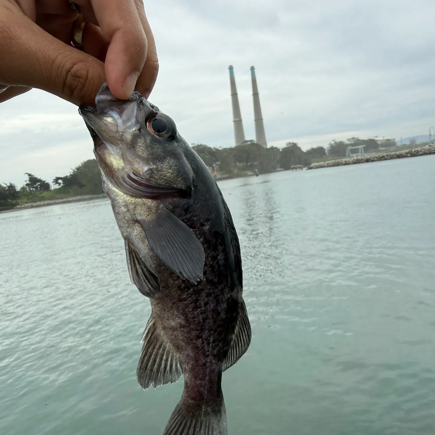 The most recent Black rockfish catches on Fishbrain