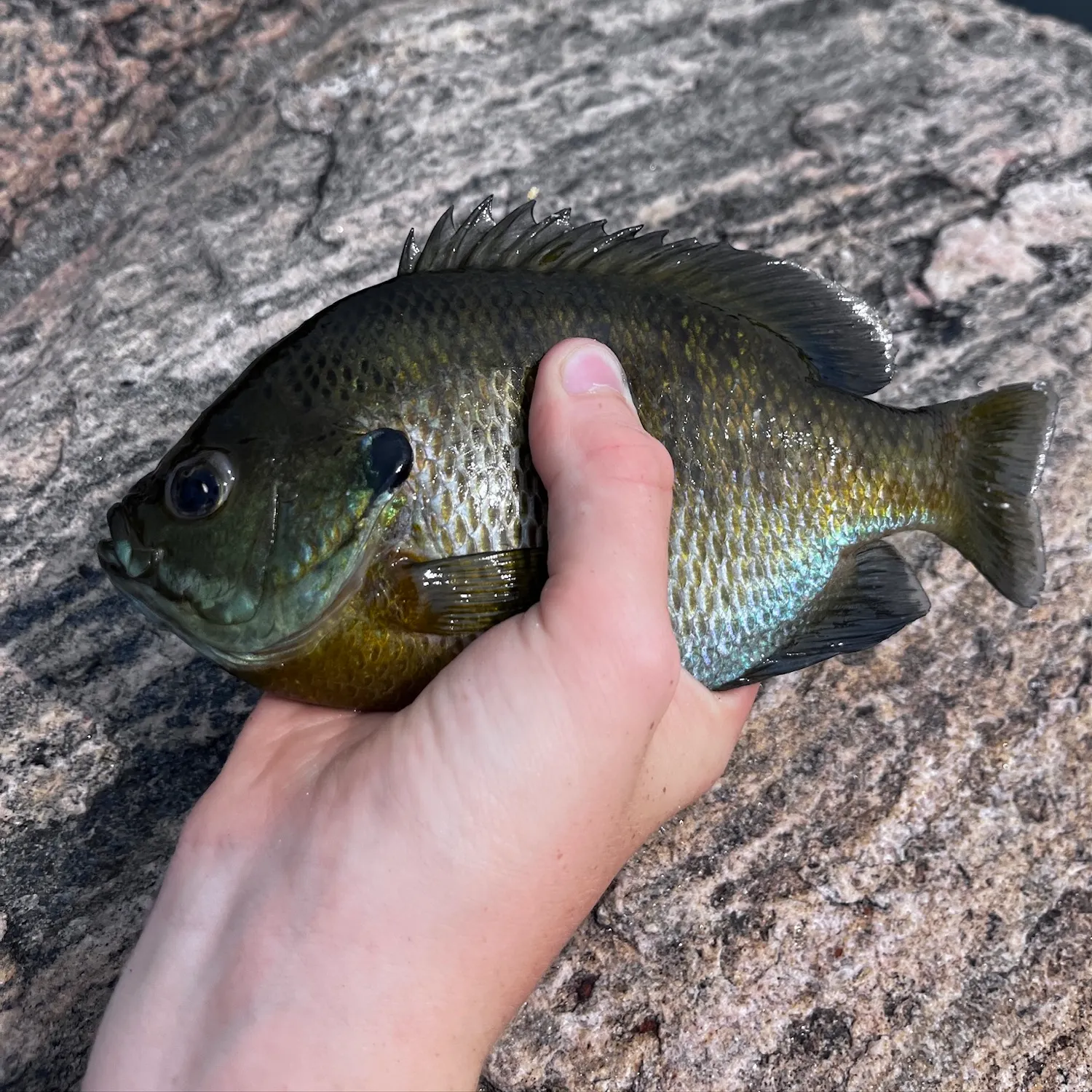 Bluegill caught on Fishbrain