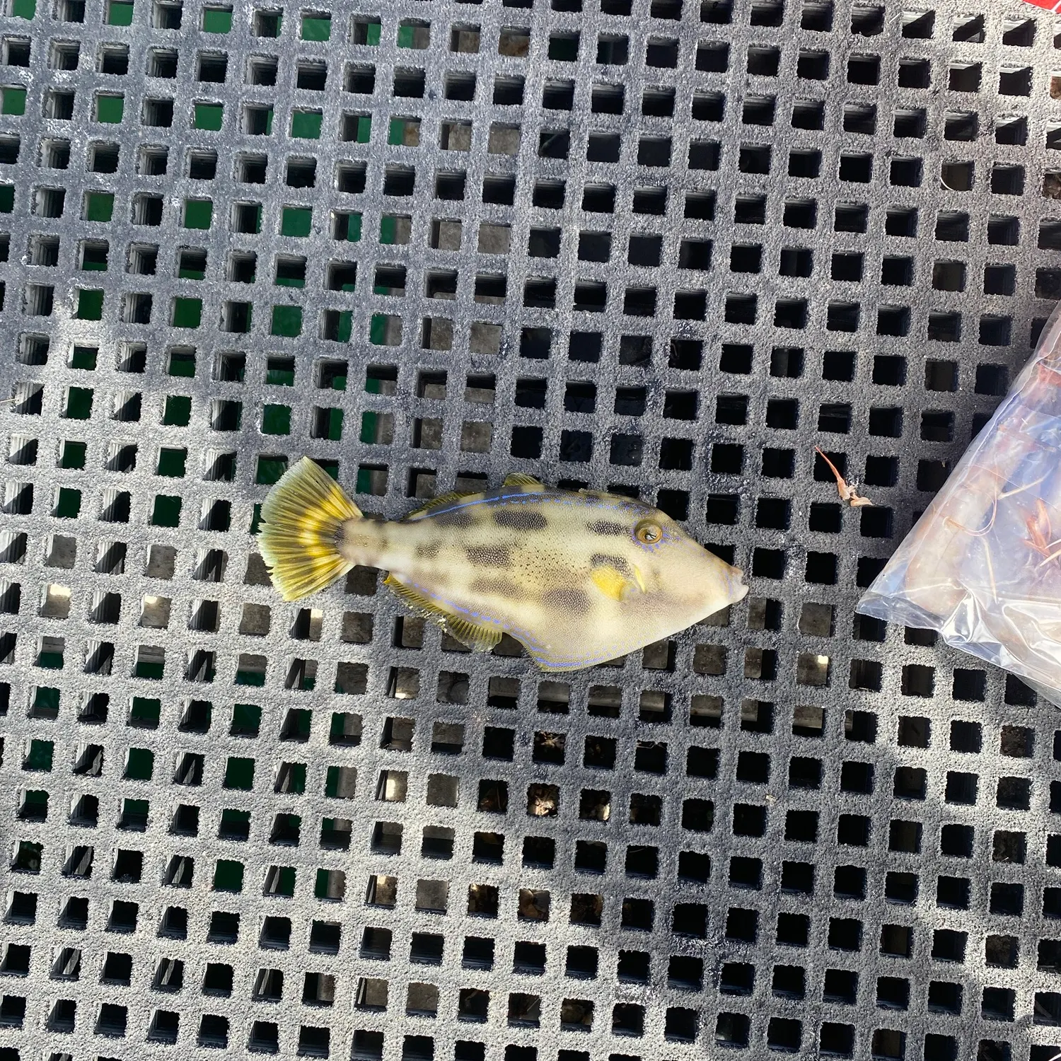 The most recent Black reef leatherjacket catches on Fishbrain
