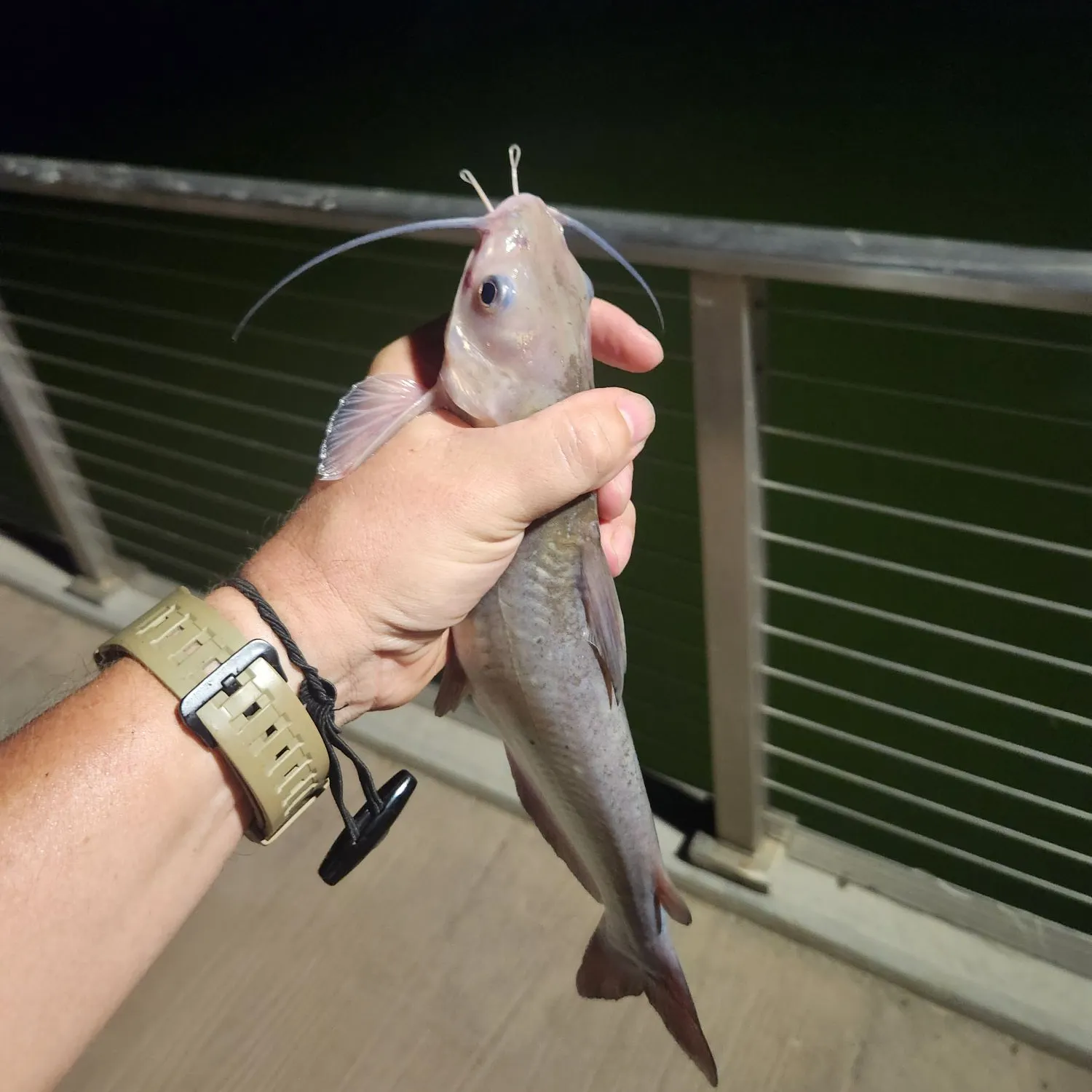 Channel catfish caught on Fishbrain
