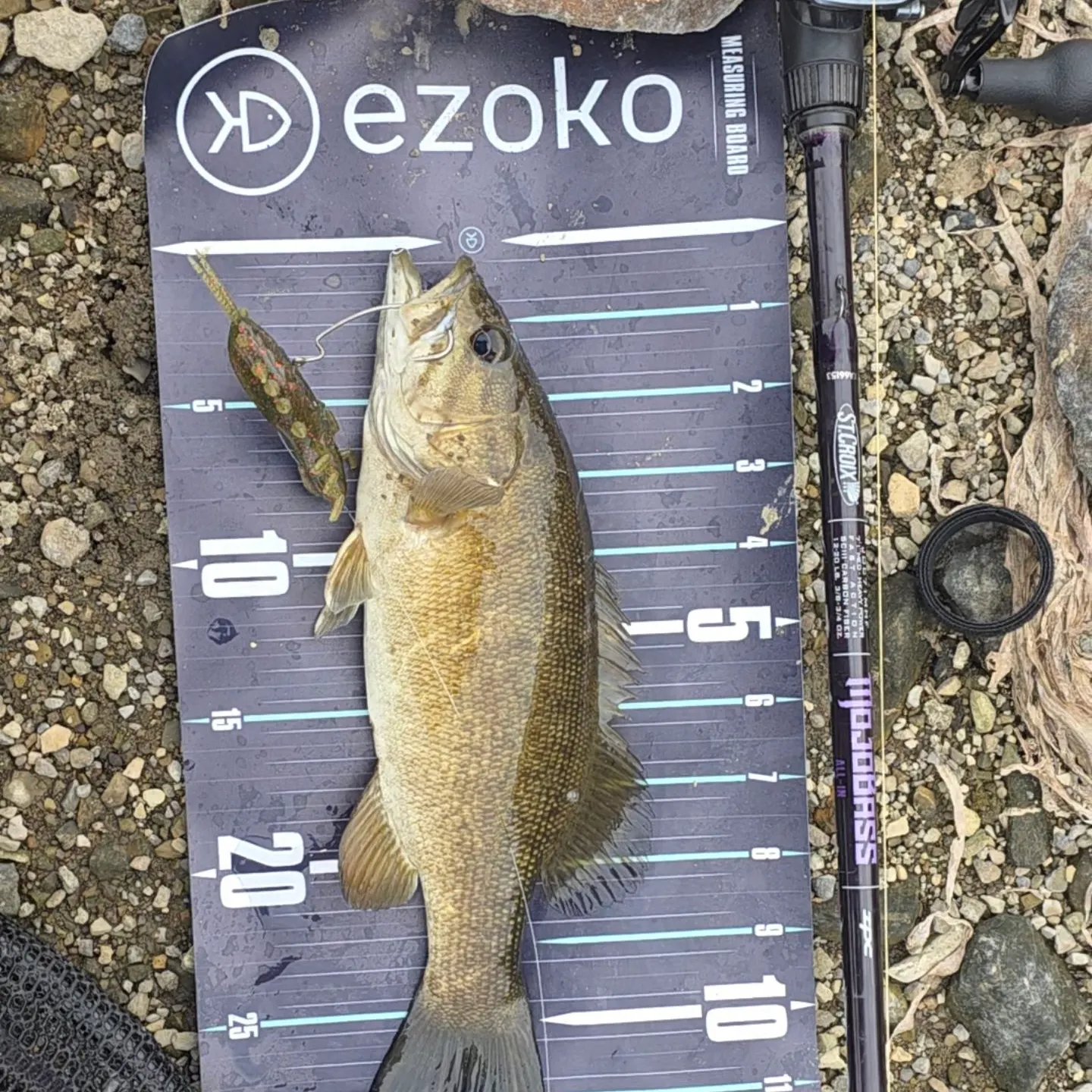 Smallmouth bass caught on Fishbrain