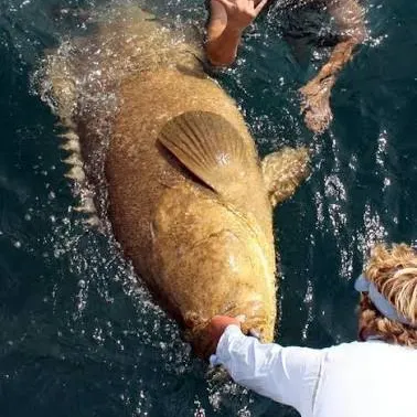 The most recent Pacific goliath grouper catches on Fishbrain