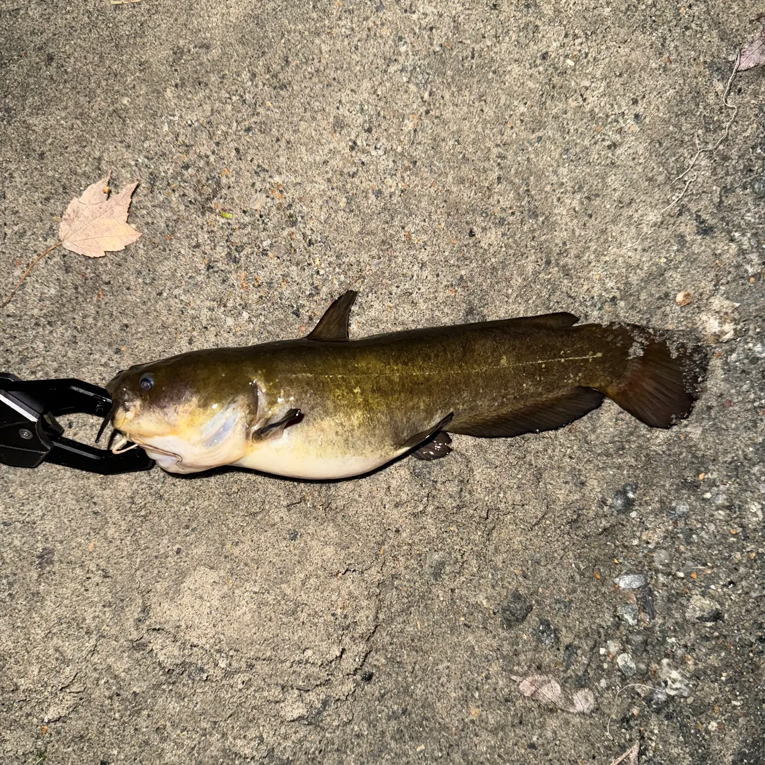 Black bullhead caught on Fishbrain