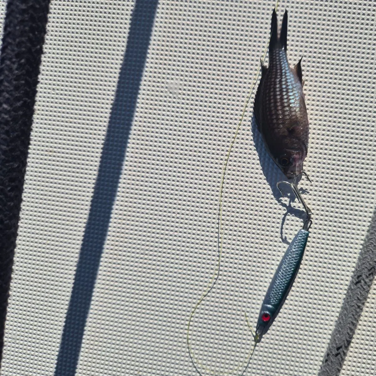 Dusky damselfish caught on Fishbrain