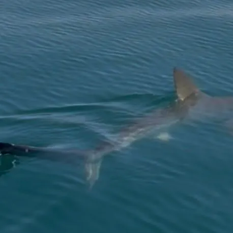 The most recent Smooth hammerhead shark catches on Fishbrain