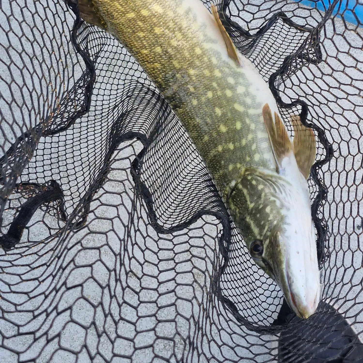 Northern pike caught on Fishbrain