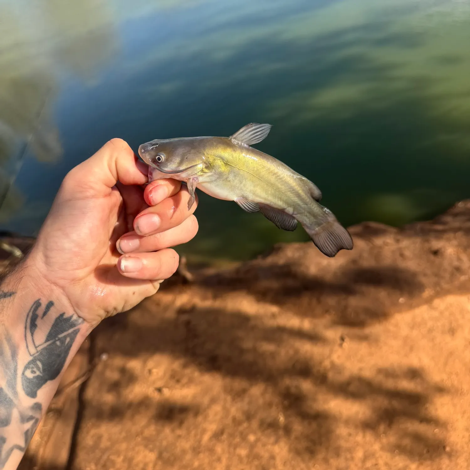 Black bullhead caught on Fishbrain