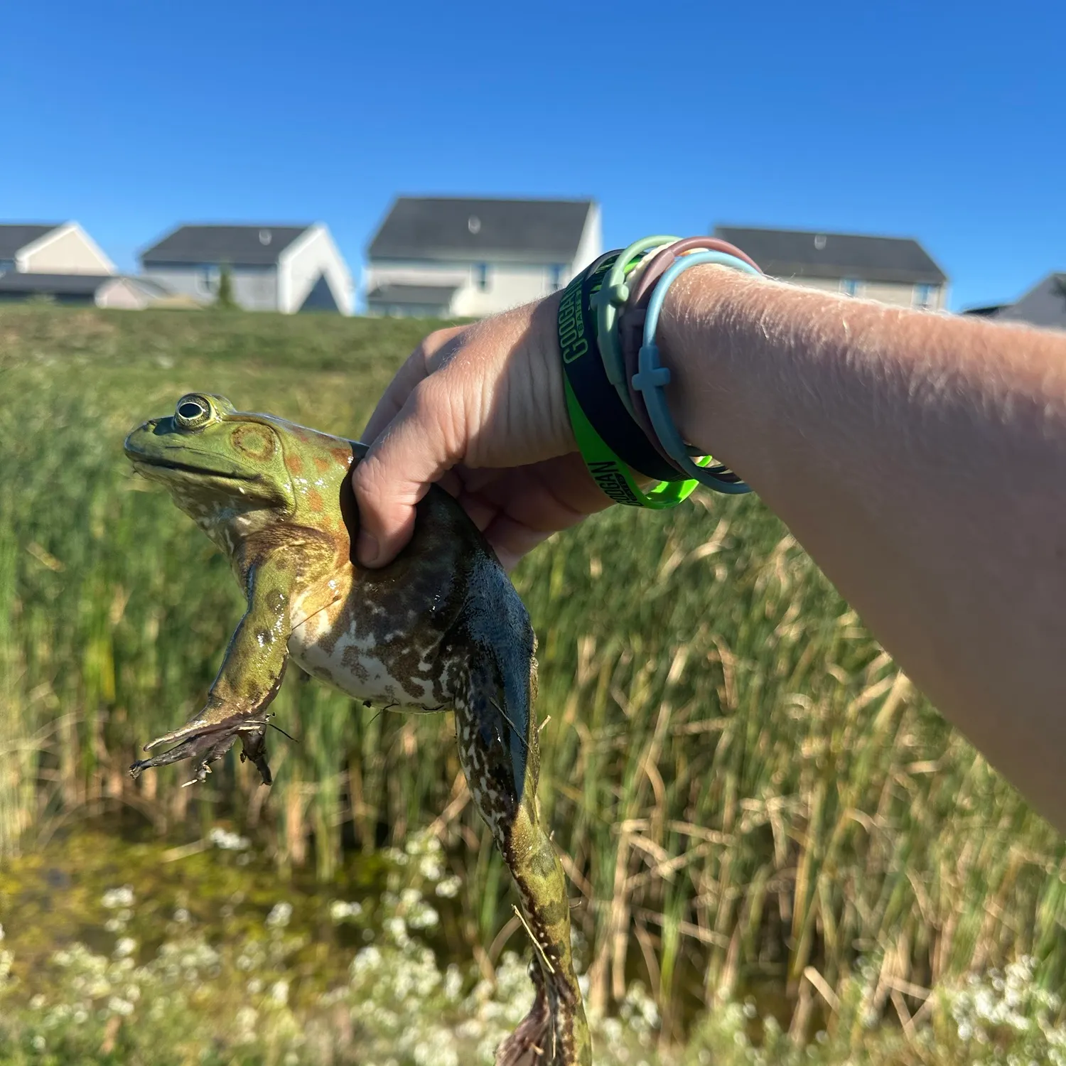 The most recent American bullfrog catches on Fishbrain