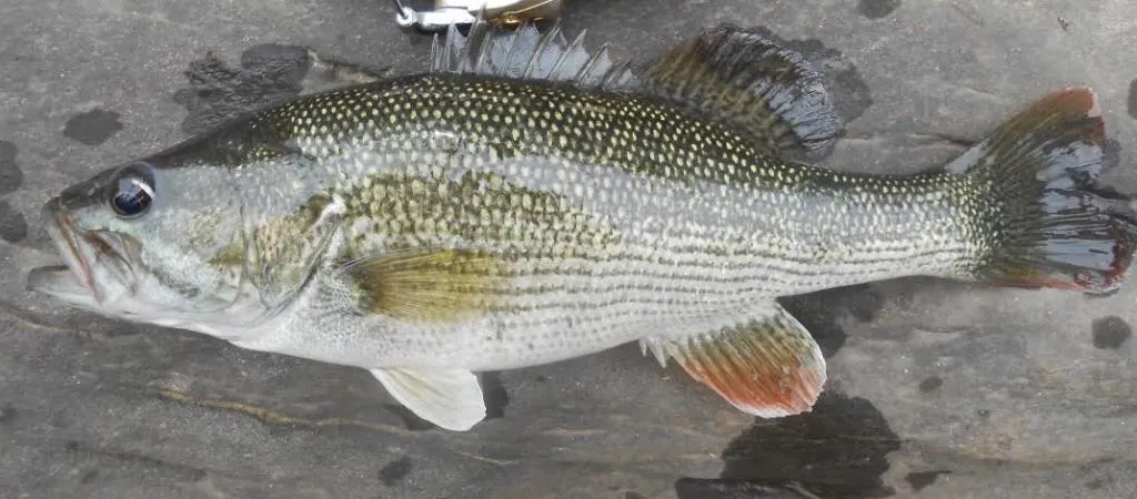 Chattahoochee bass