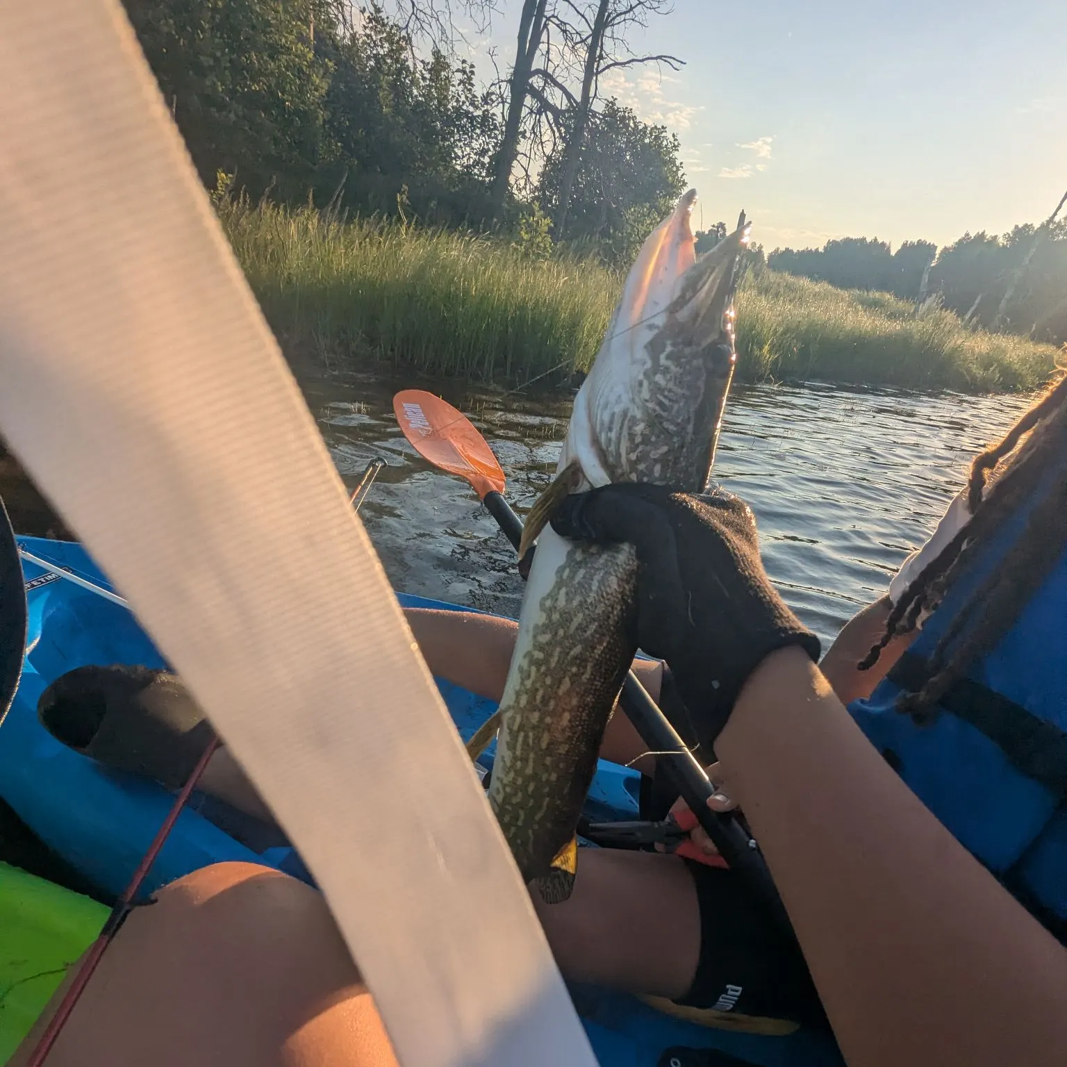 Northern pike caught on Fishbrain