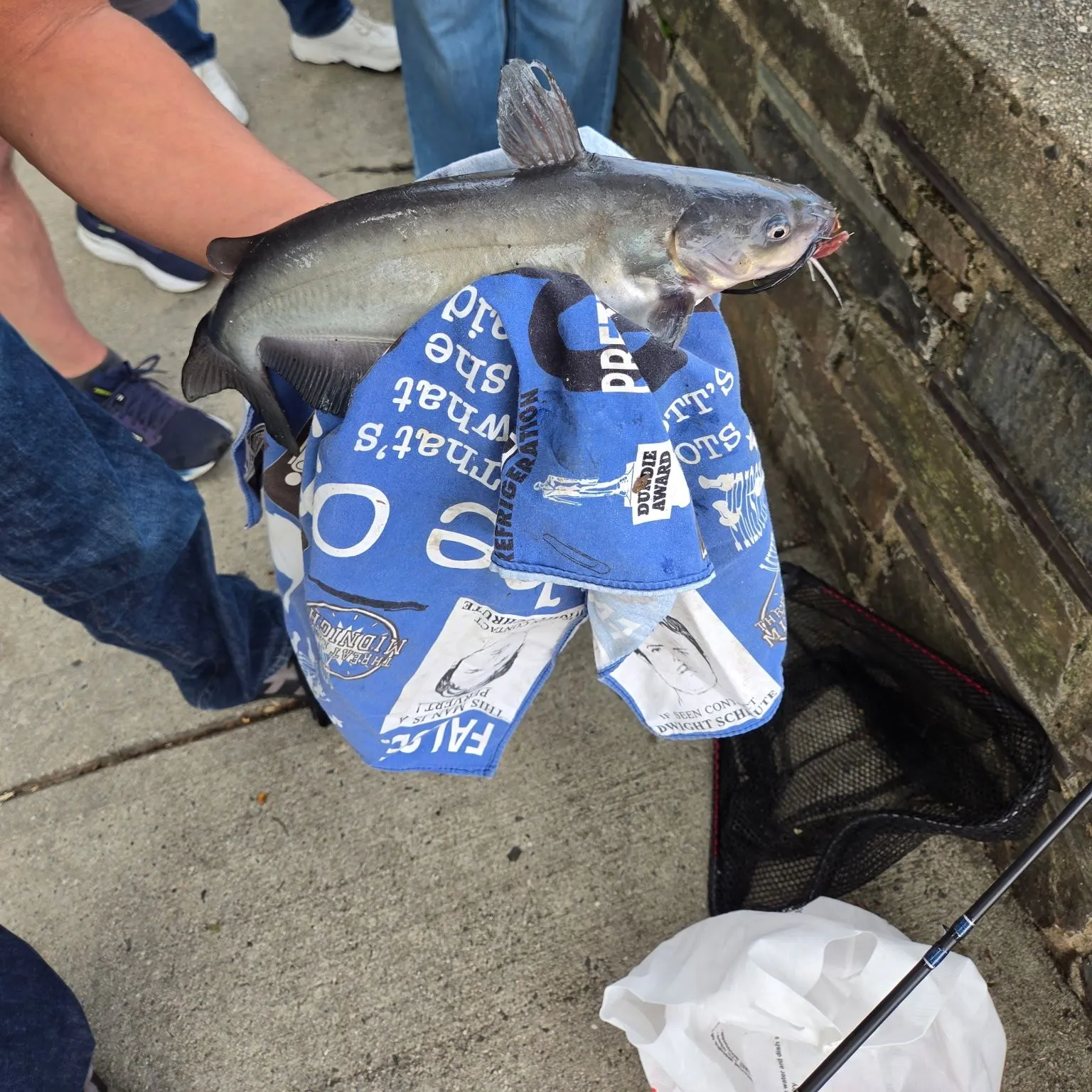 Channel catfish caught on Fishbrain