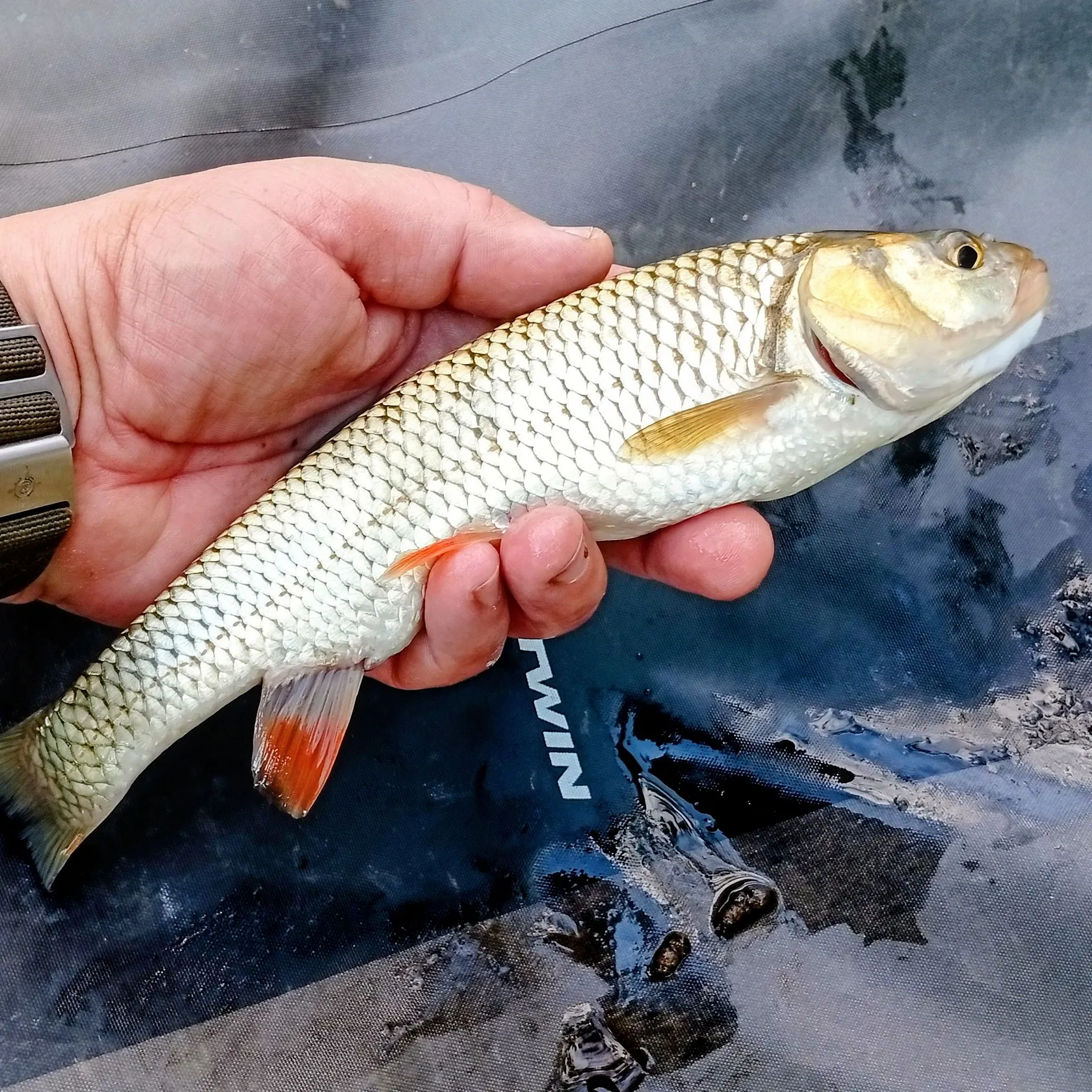 European chub caught on Fishbrain