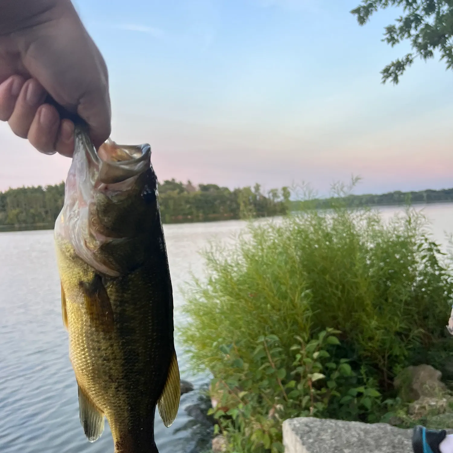 Largemouth bass caught on Fishbrain