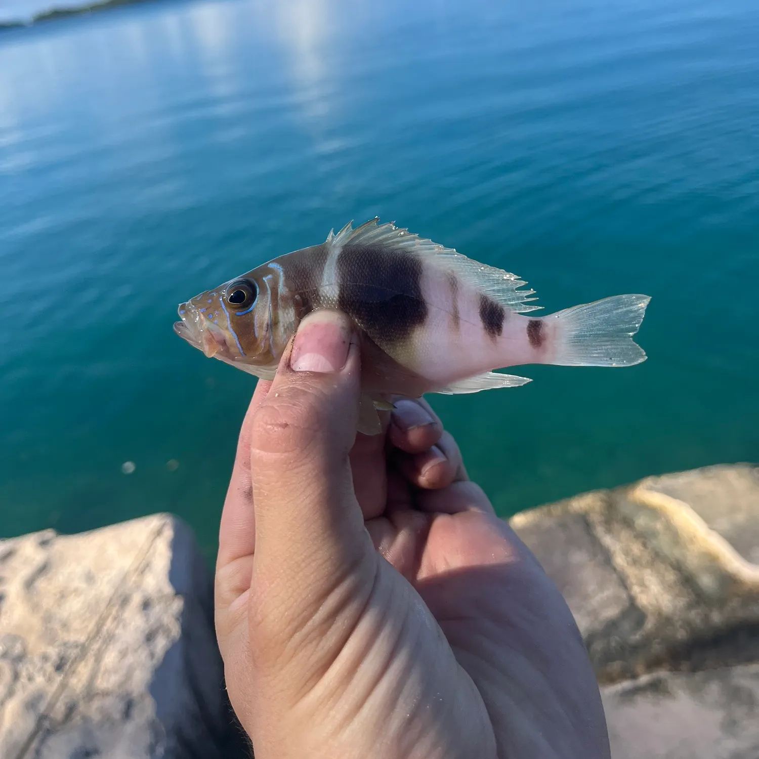 Barred hamlet caught on Fishbrain