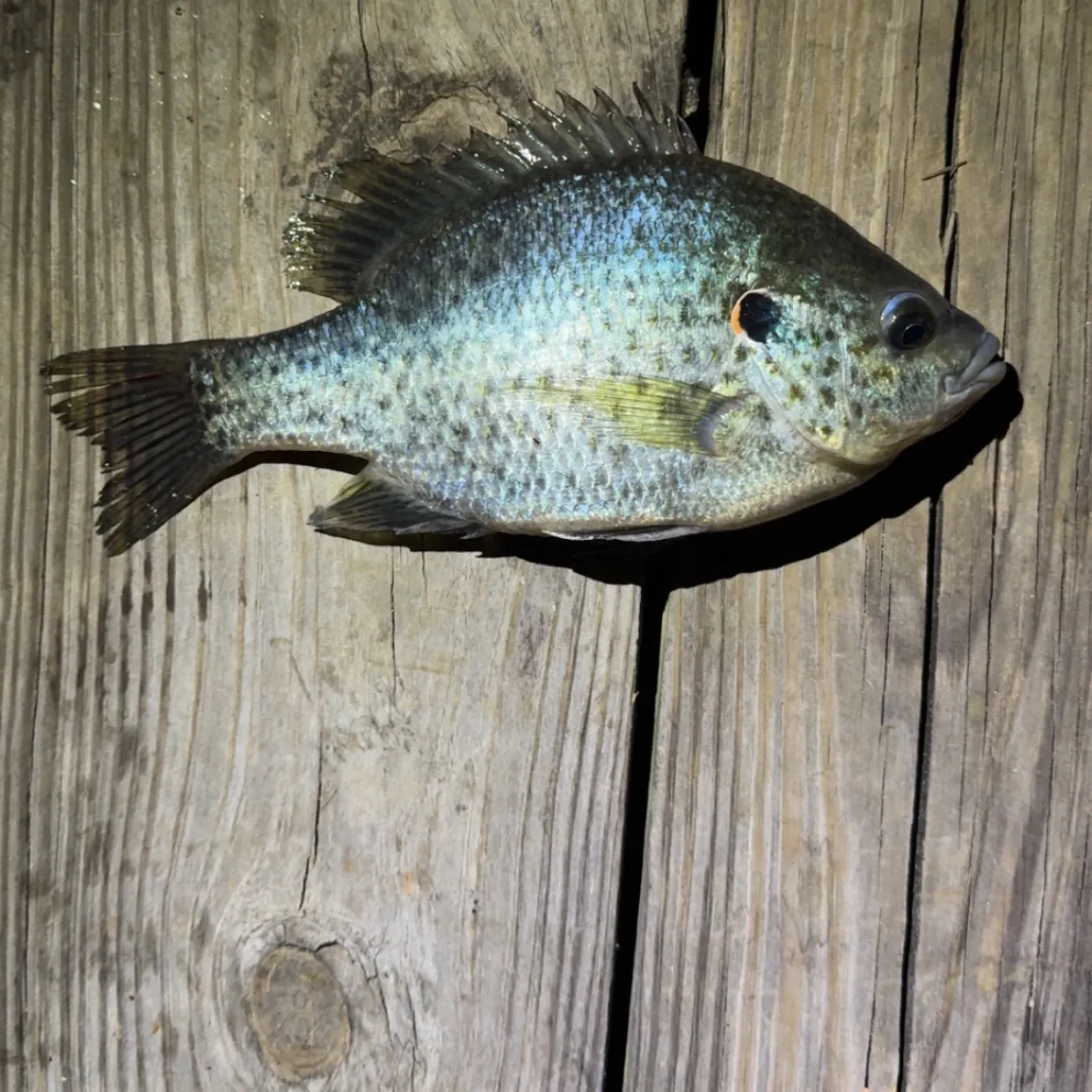 Redear sunfish caught on Fishbrain