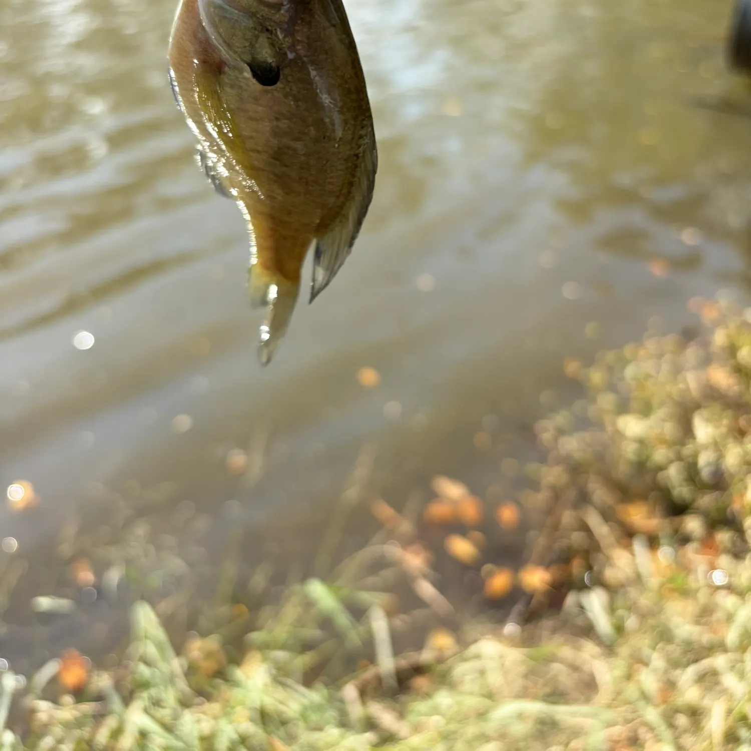Bluegill caught on Fishbrain