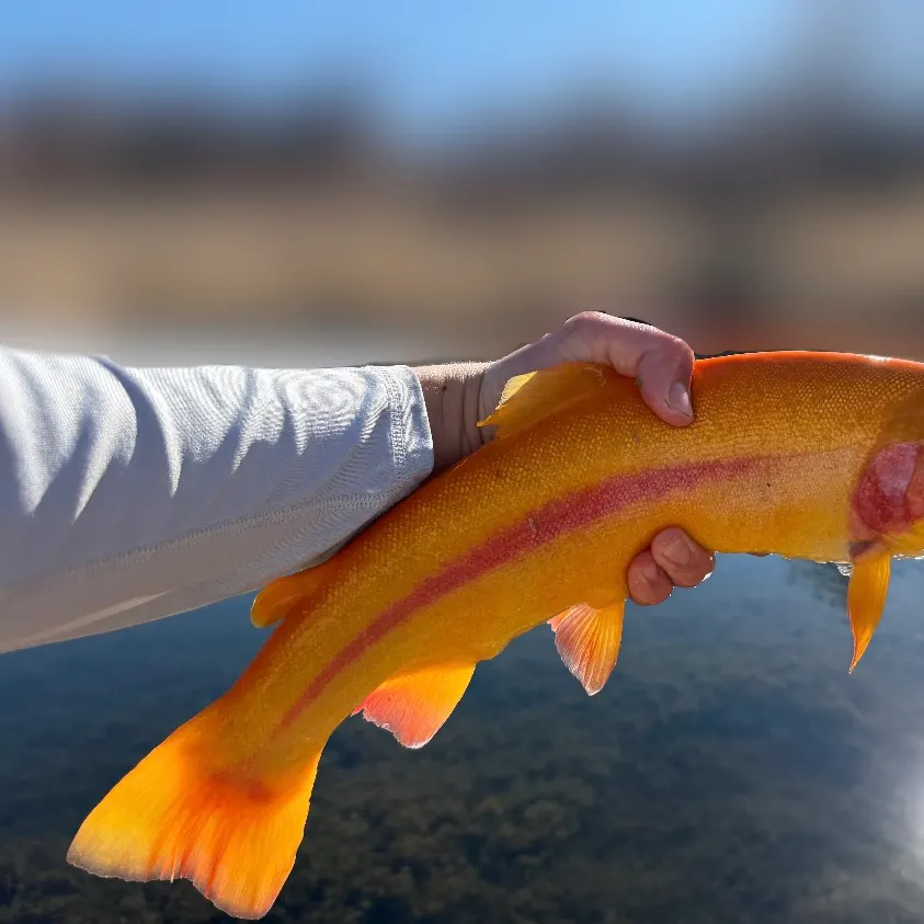 The most recent Golden rainbow trout catches on Fishbrain
