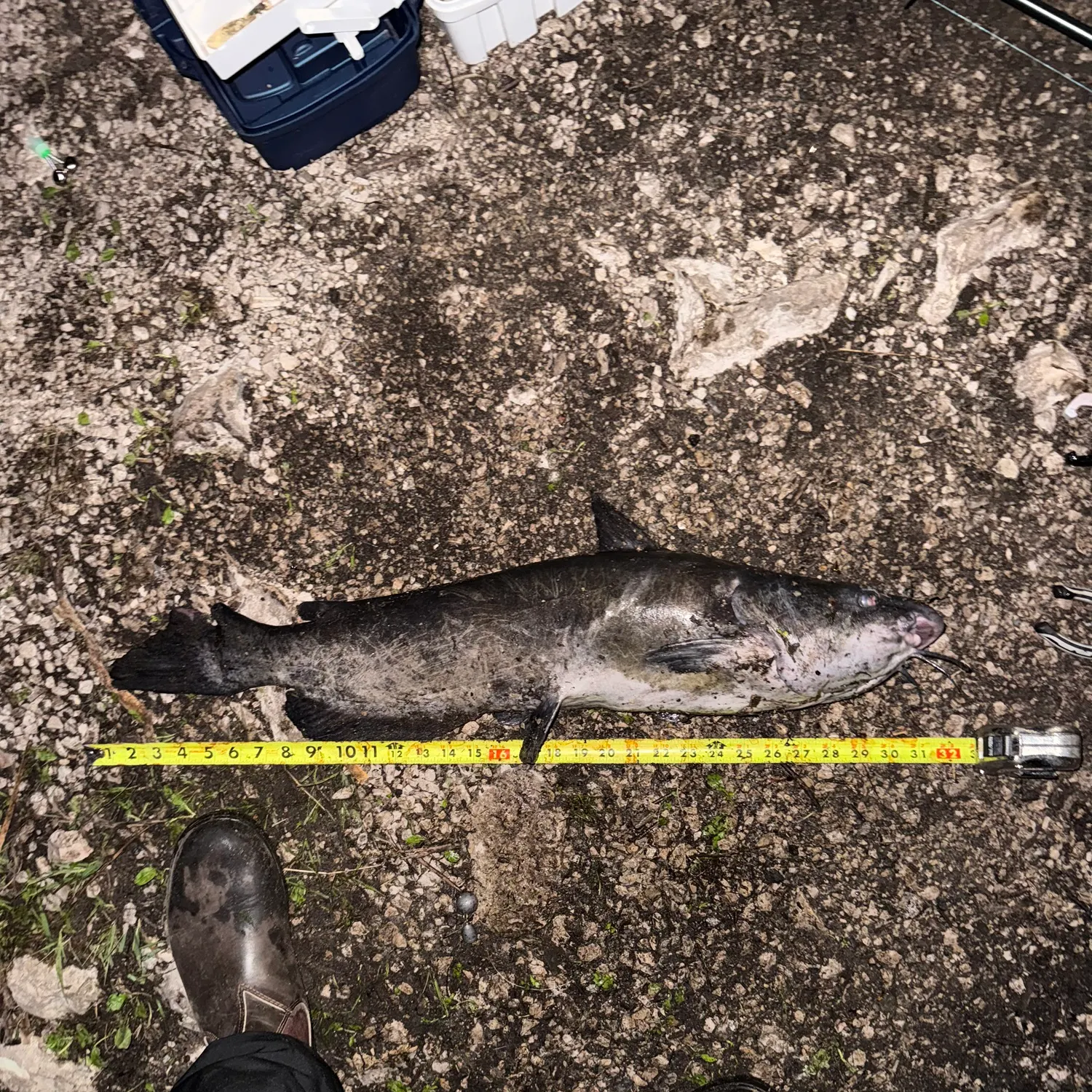 The most recent Channel catfish catches on Fishbrain