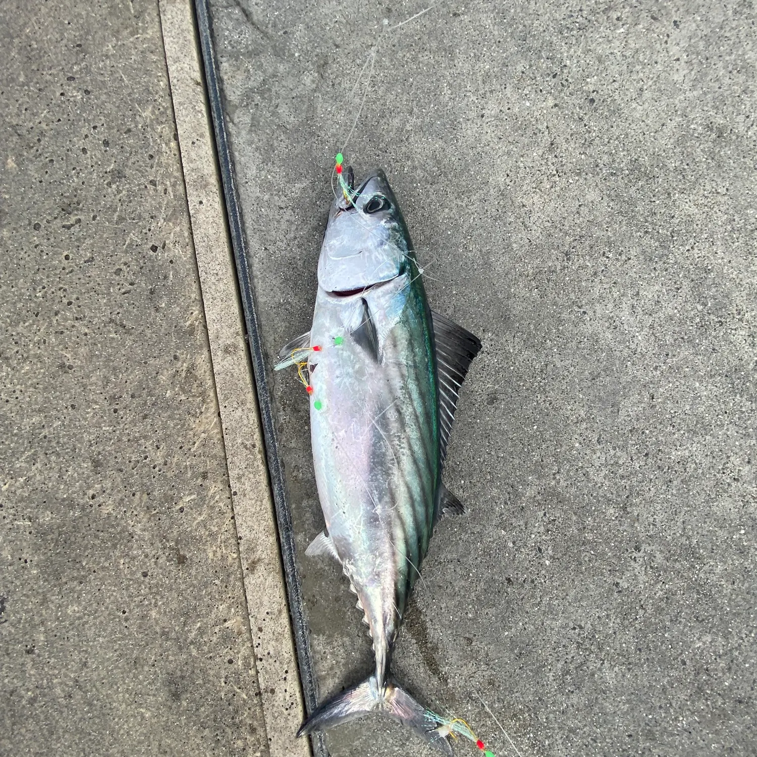 Pacific bonito caught on Fishbrain
