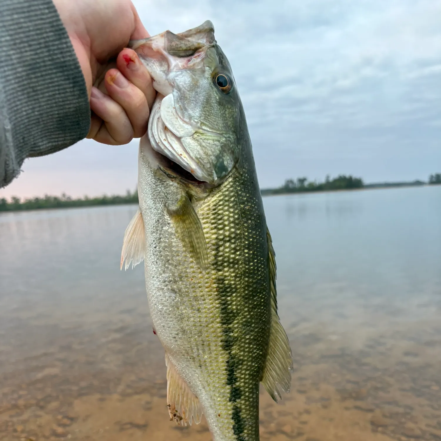 The most recent Spotted bass catches on Fishbrain
