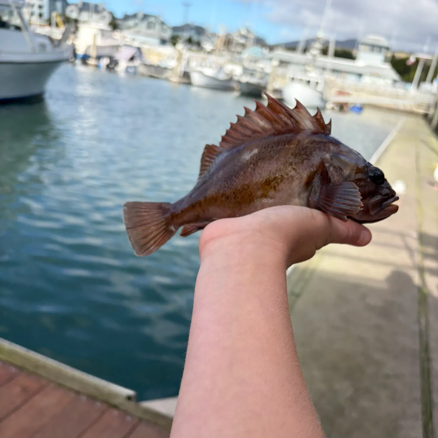 The most recent Copper rockfish catches on Fishbrain