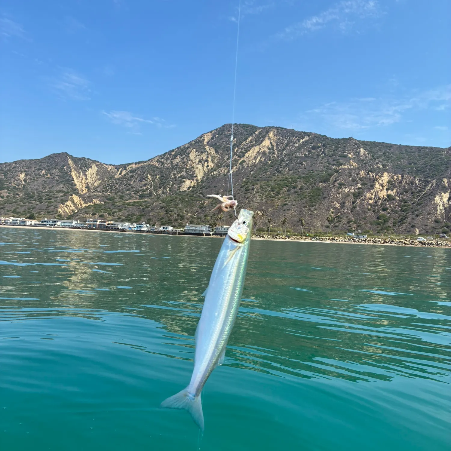 The most recent Surf smelt catches on Fishbrain