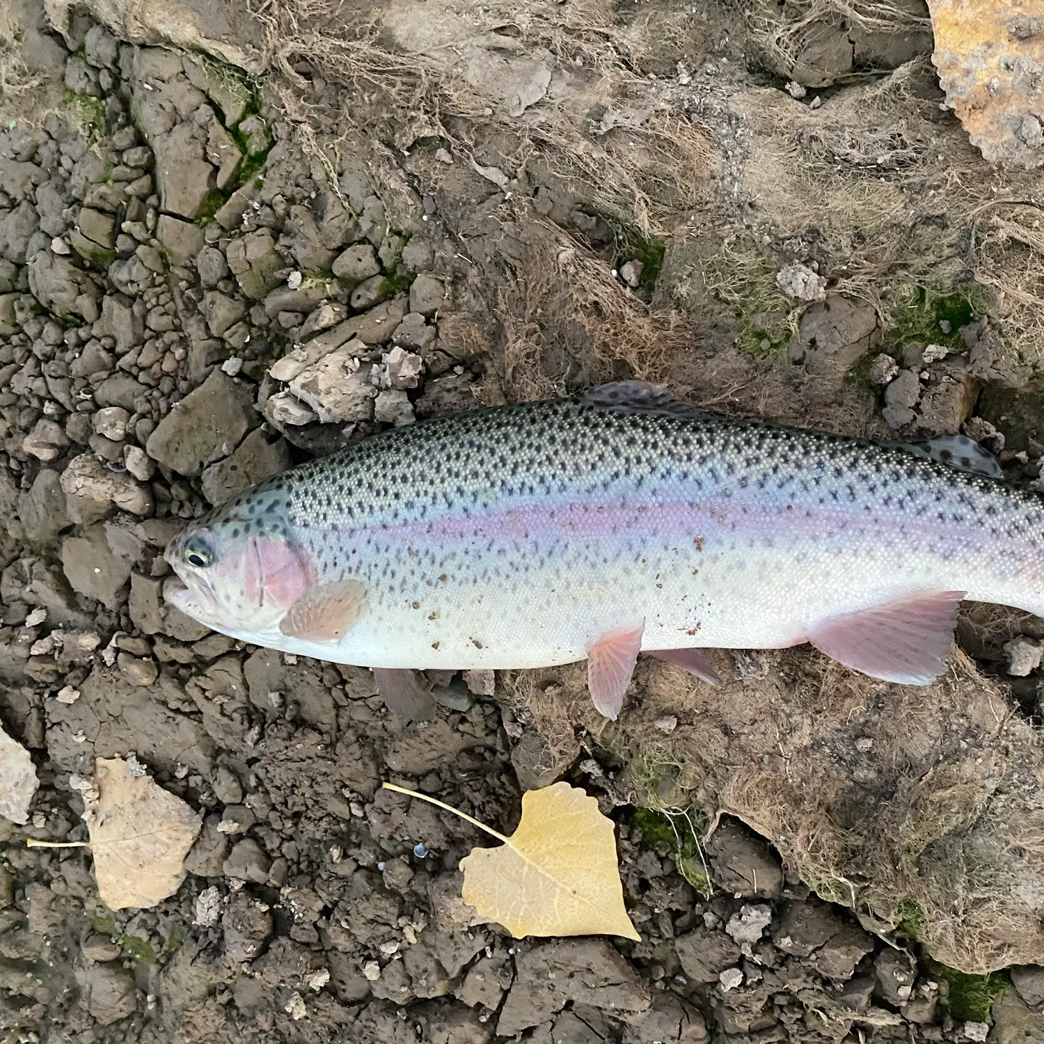 Rainbow trout caught on Fishbrain