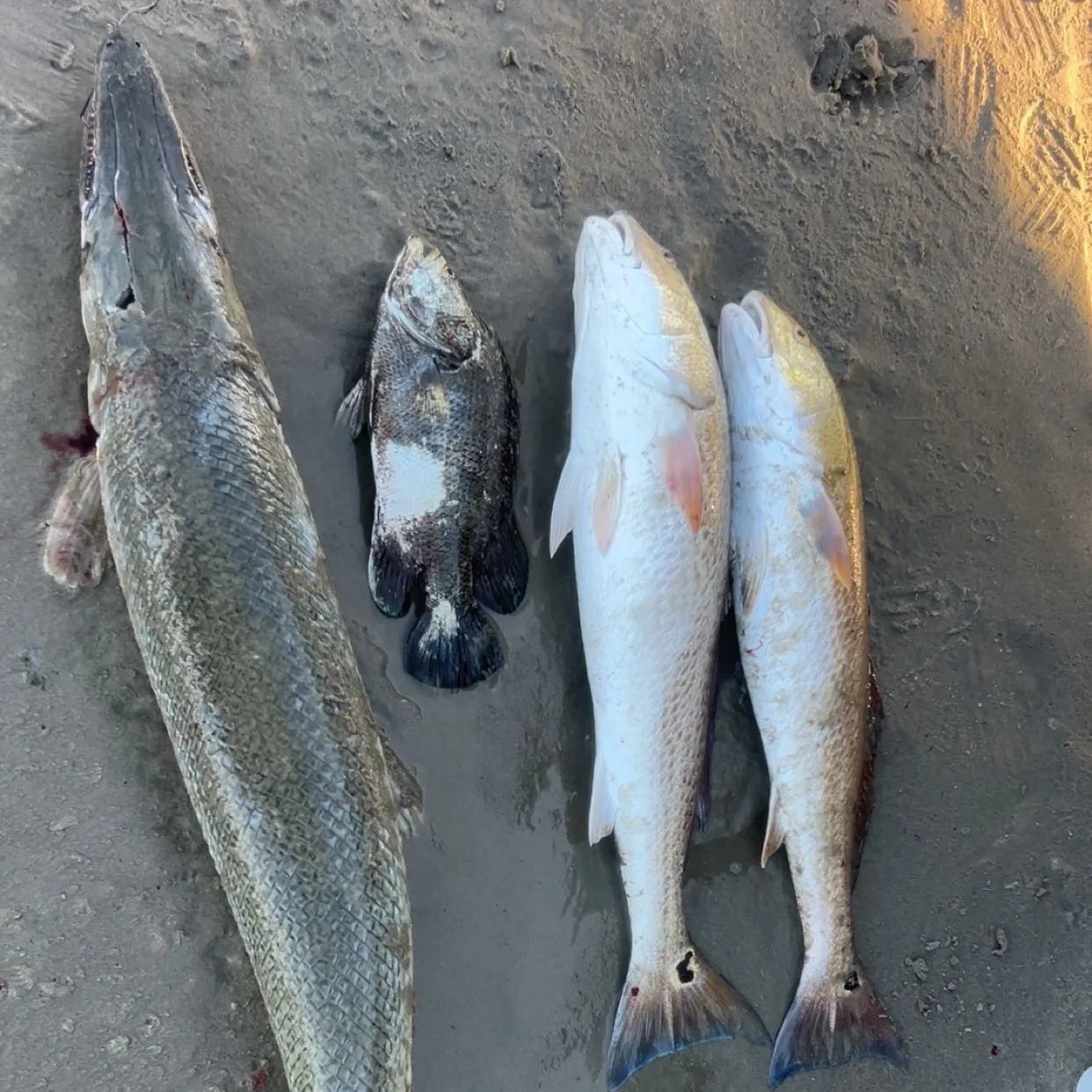 Red drum caught on Fishbrain