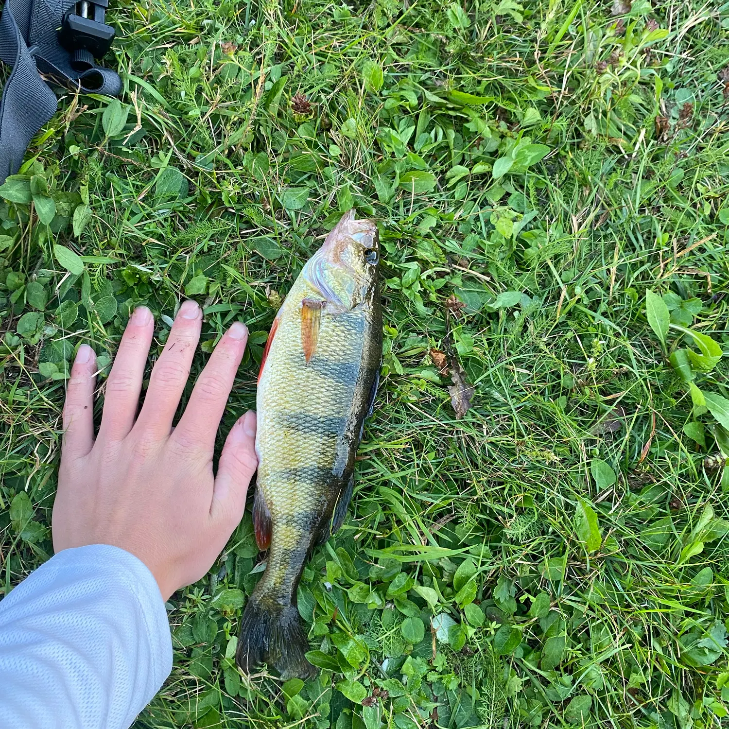 Yellow perch caught on Fishbrain