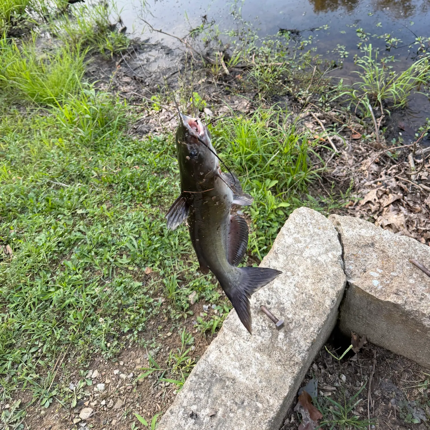 Channel catfish caught on Fishbrain