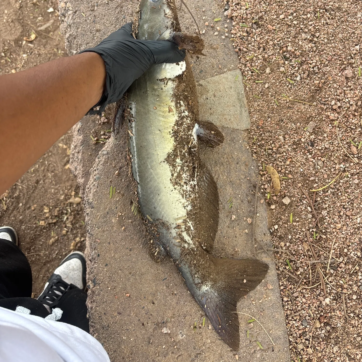 Channel catfish caught on Fishbrain
