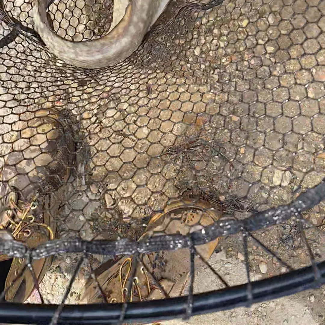 The most recent Burbot catches on Fishbrain