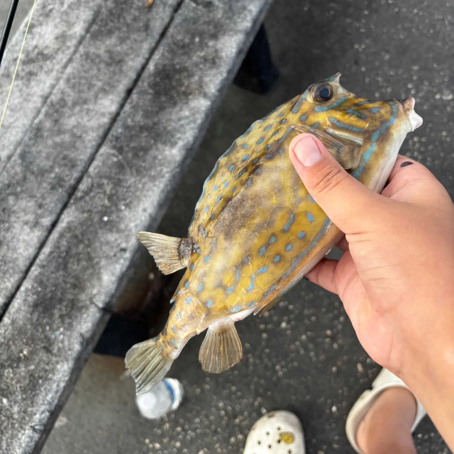 The most recent Scrawled cowfish catches on Fishbrain
