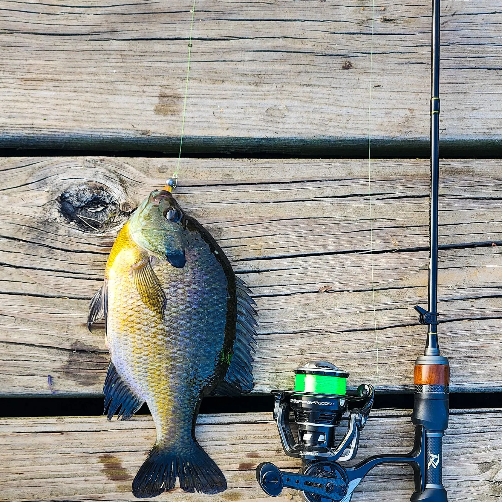 recently logged catches