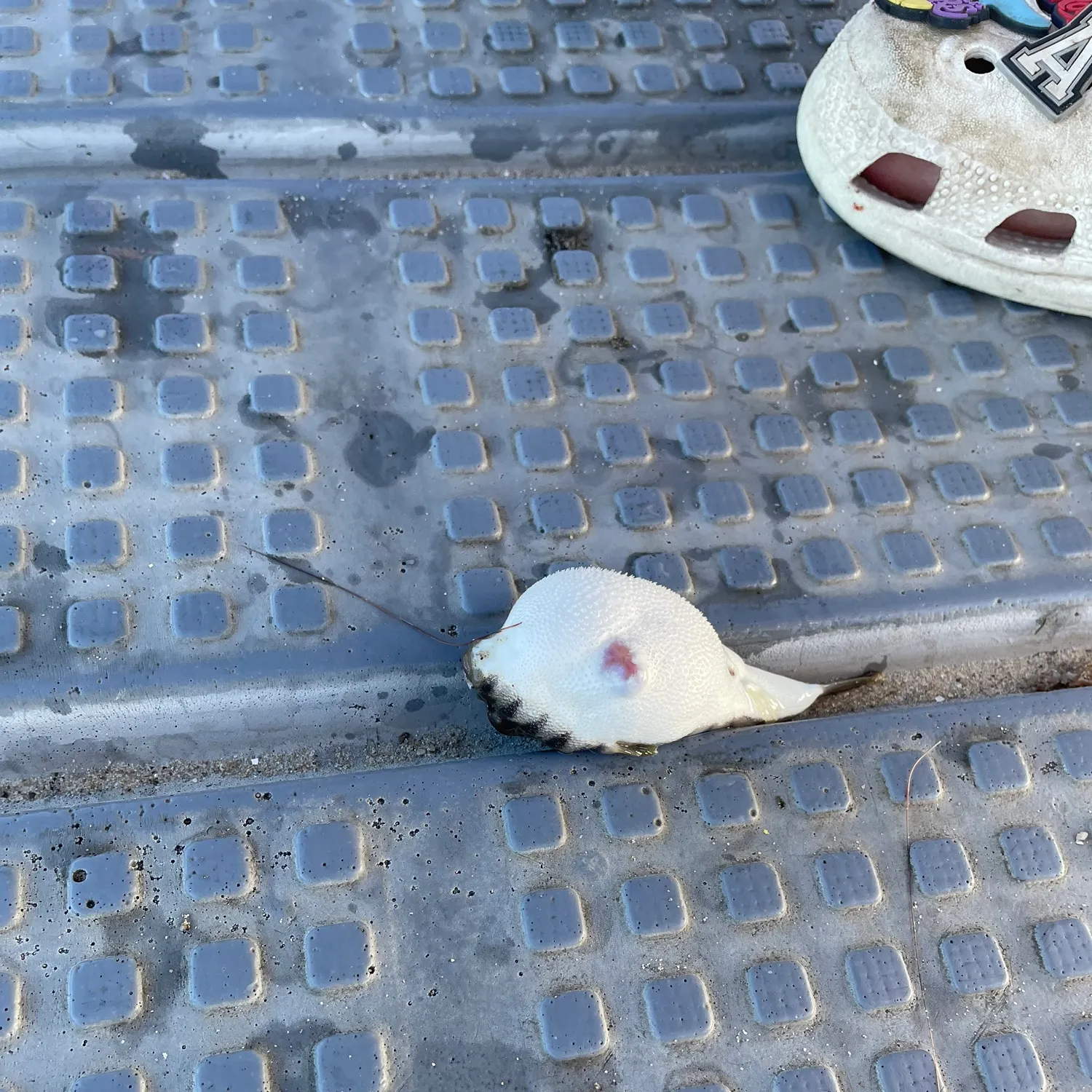 The most recent Milkspotted puffer catches on Fishbrain