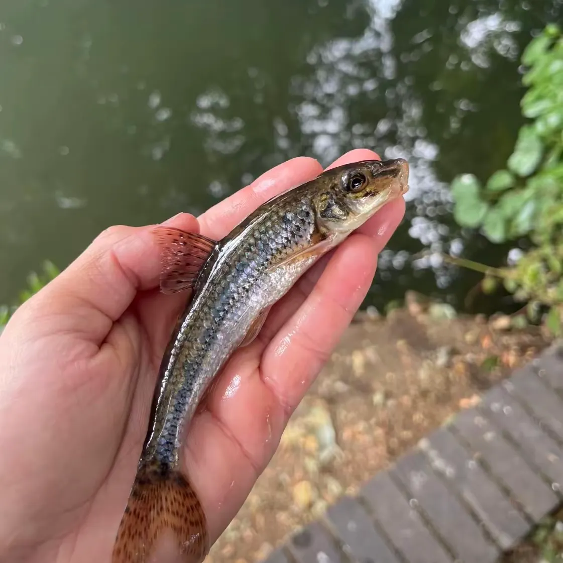 The most recent Gudgeon catches on Fishbrain