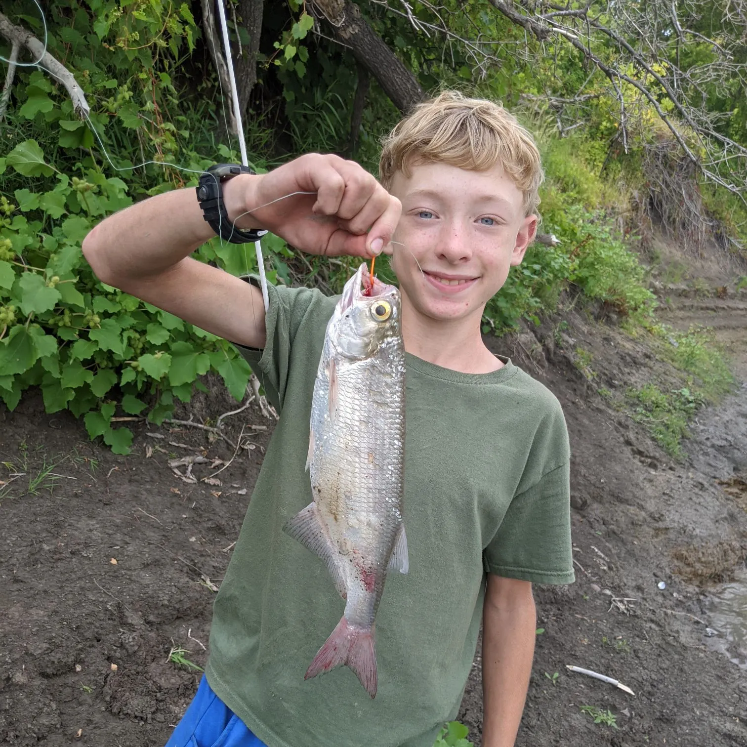 Goldeye caught on Fishbrain