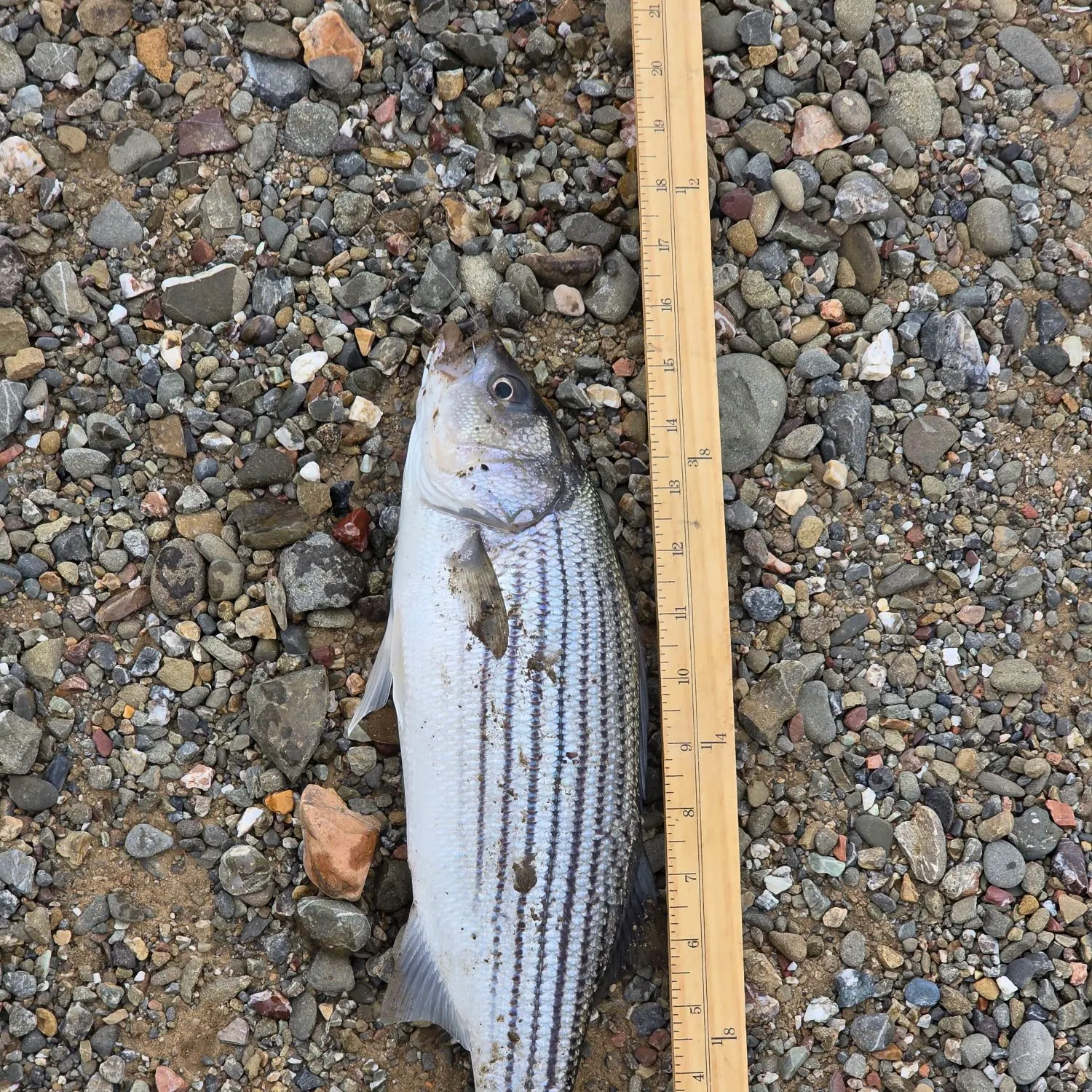 The most recent Striped bass catches on Fishbrain