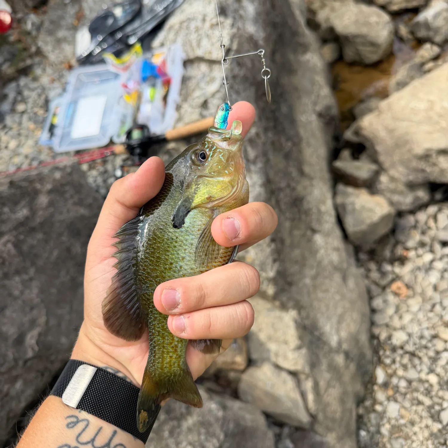 recently logged catches