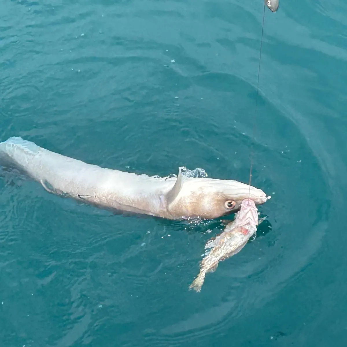 The most recent European conger catches on Fishbrain