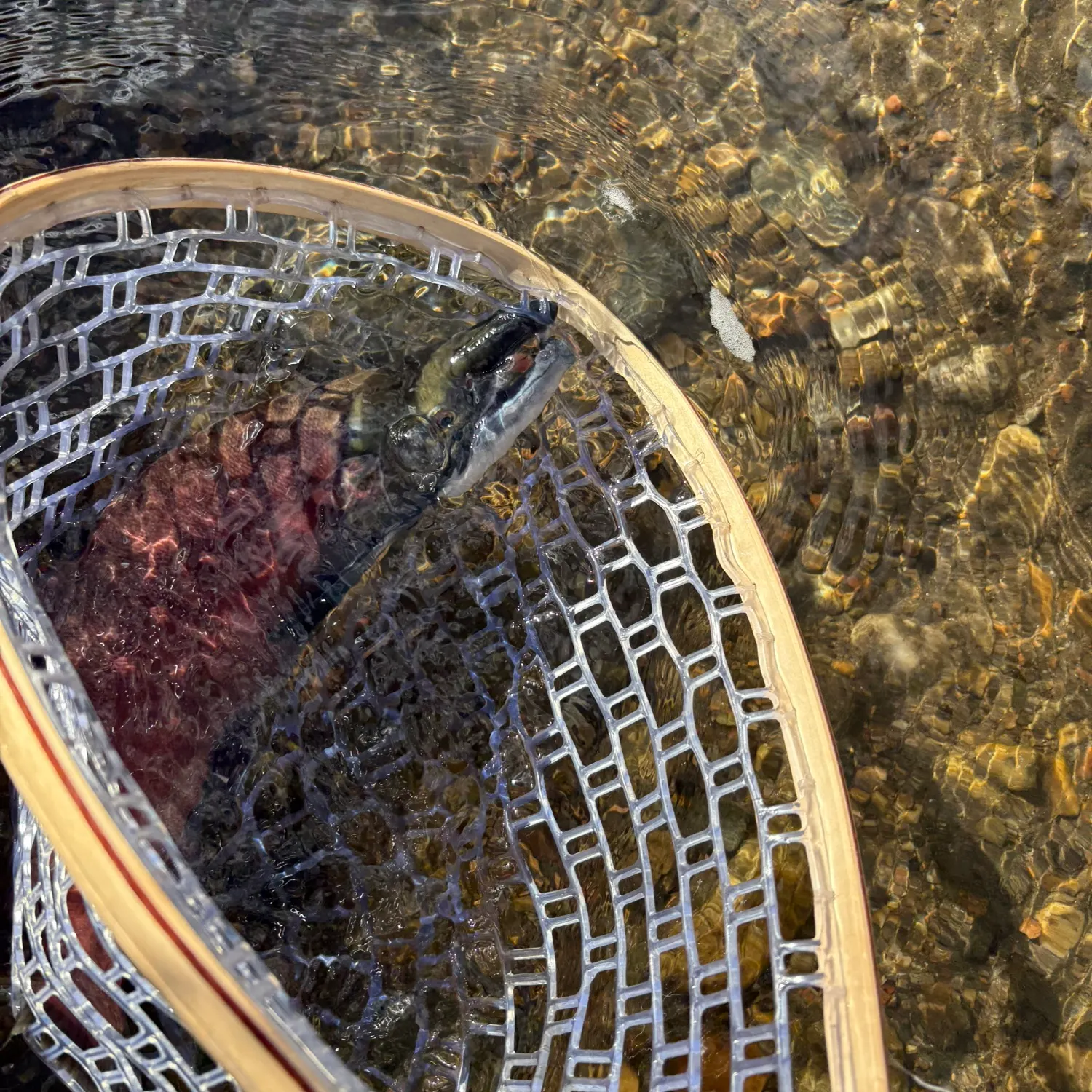 Kokanee salmon caught on Fishbrain